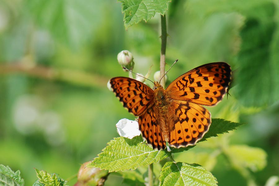 Conferma - Nymphalidae - Argynnis adippe?